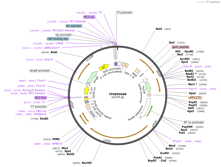 143737-plasmid-map-sequence-id-471131