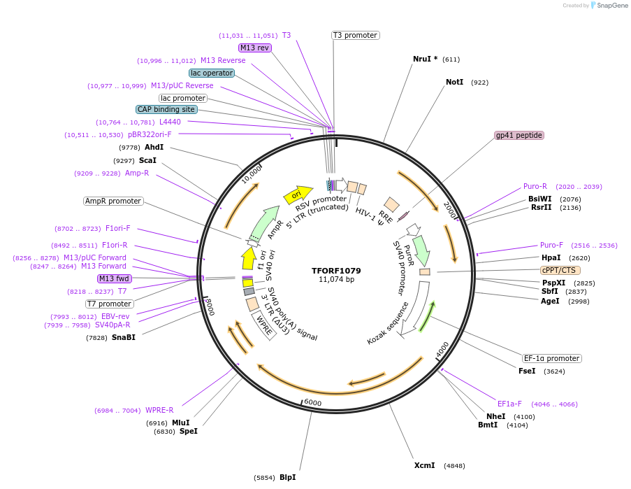 143756-plasmid-map-sequence-id-471132
