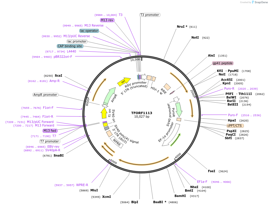 143928-plasmid-map-sequence-id-471142