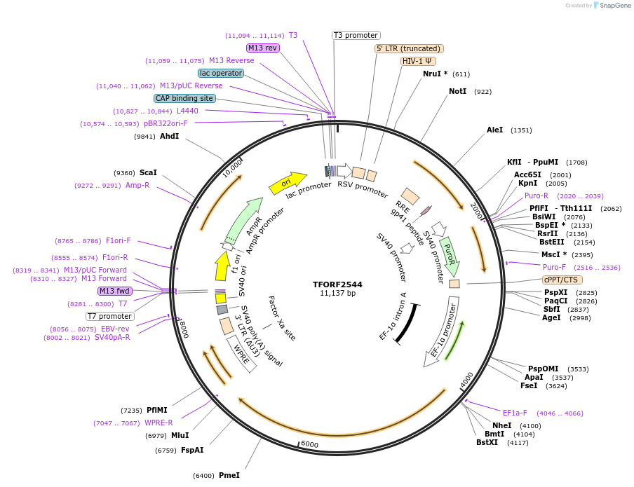144037-plasmid-map-sequence-id-471148