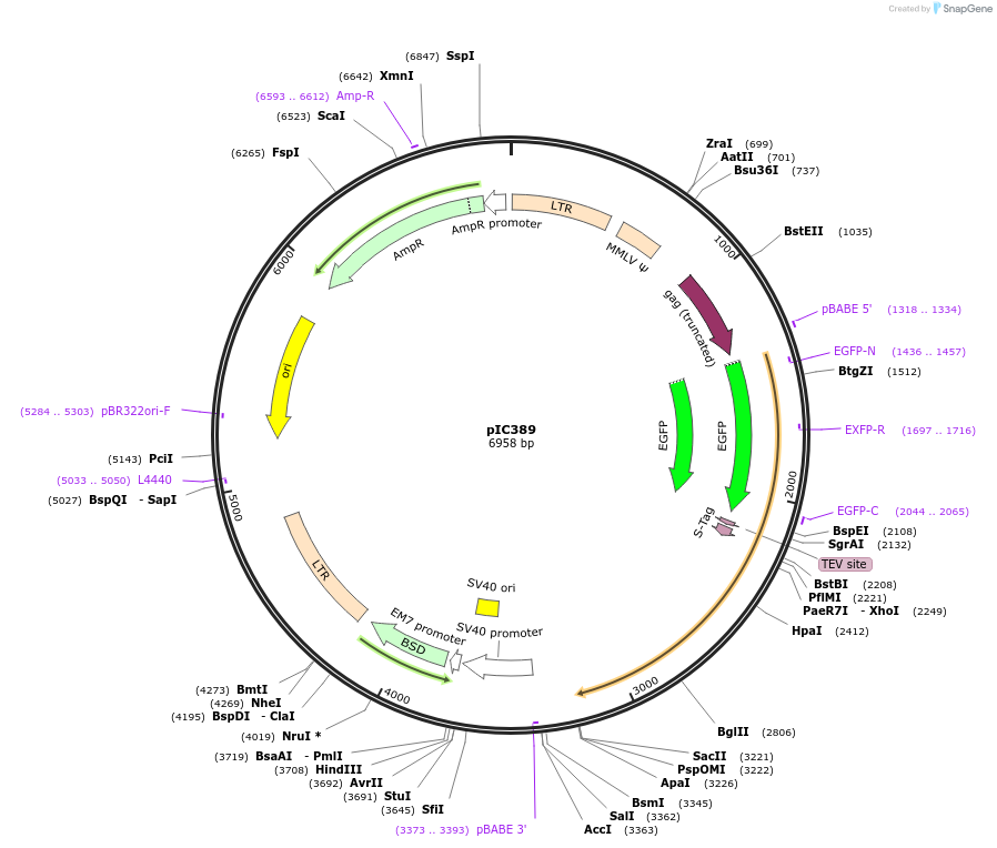 37387-plasmid-map-sequence-id-47115