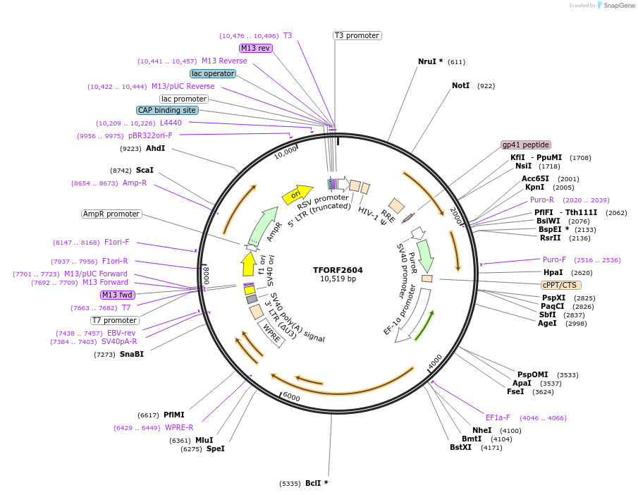 144049-plasmid-map-sequence-id-471150