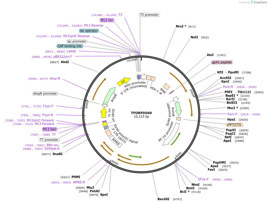 144070-plasmid-map-sequence-id-471151