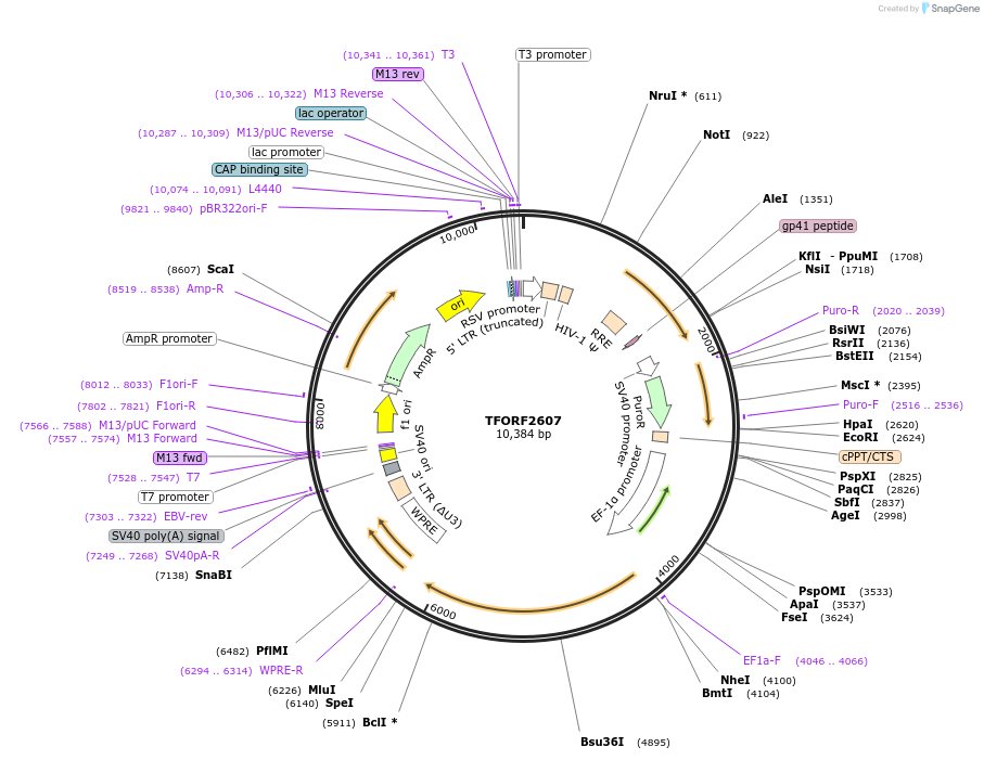 144134-plasmid-map-sequence-id-471155
