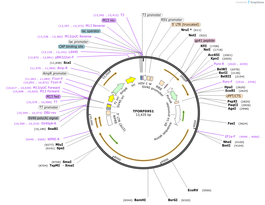 144266-plasmid-map-sequence-id-471156