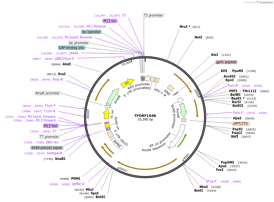 144301-plasmid-map-sequence-id-471157