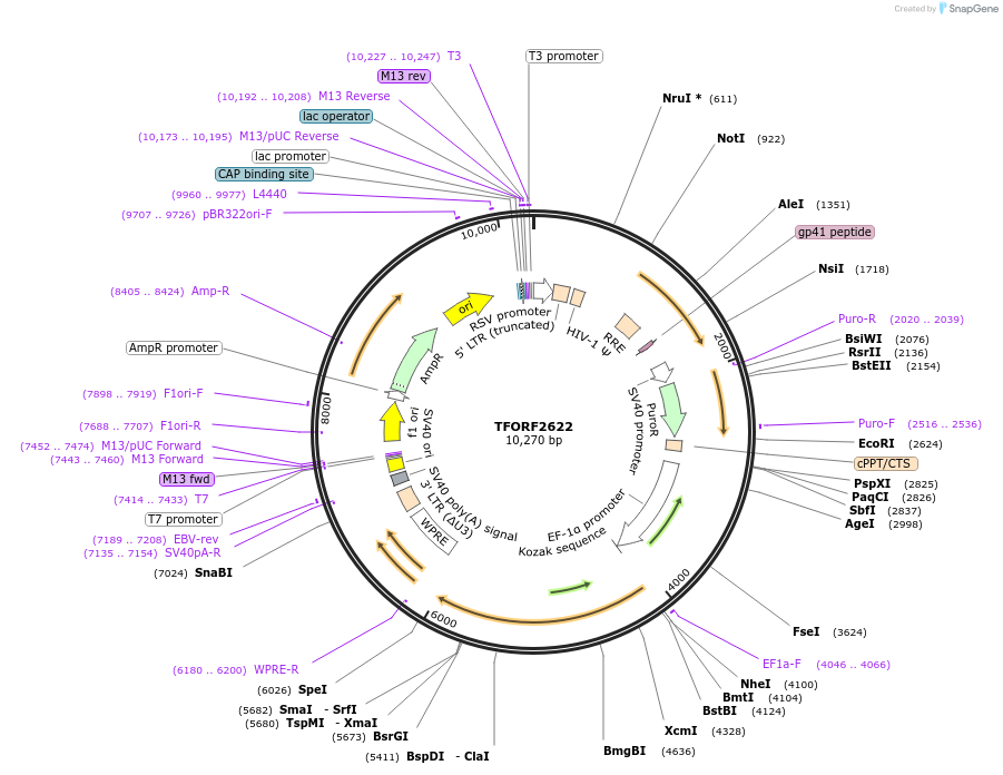 144345-plasmid-map-sequence-id-471159