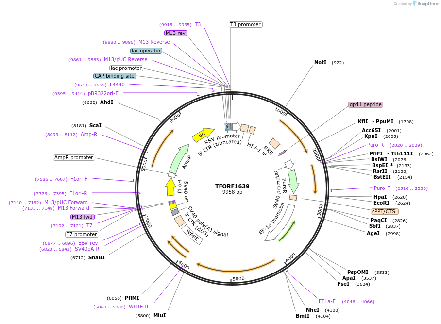 144370-plasmid-map-sequence-id-471160