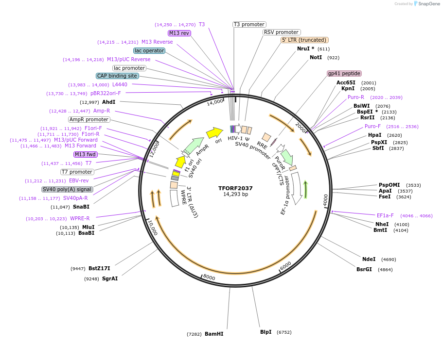144378-plasmid-map-sequence-id-471162
