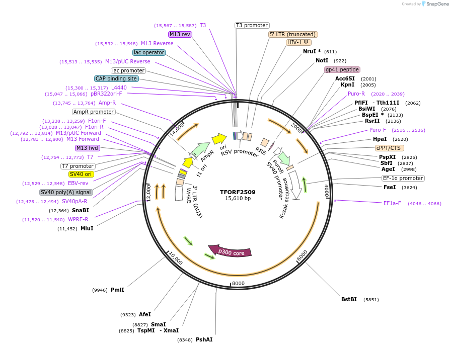 144387-plasmid-map-sequence-id-471163