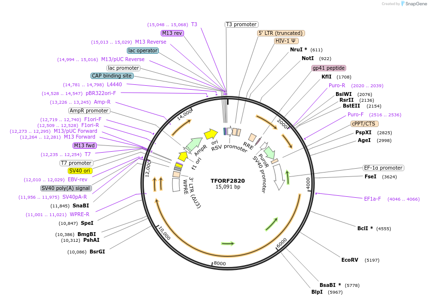 144398-plasmid-map-sequence-id-471164