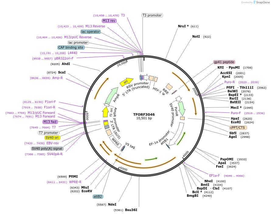 144522-plasmid-map-sequence-id-471166