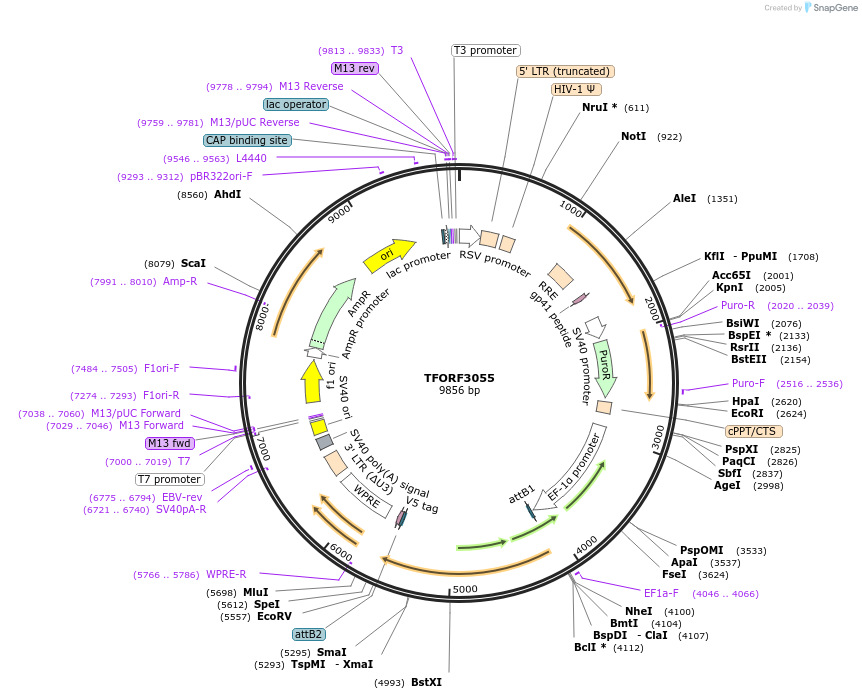 144531-plasmid-map-sequence-id-471167