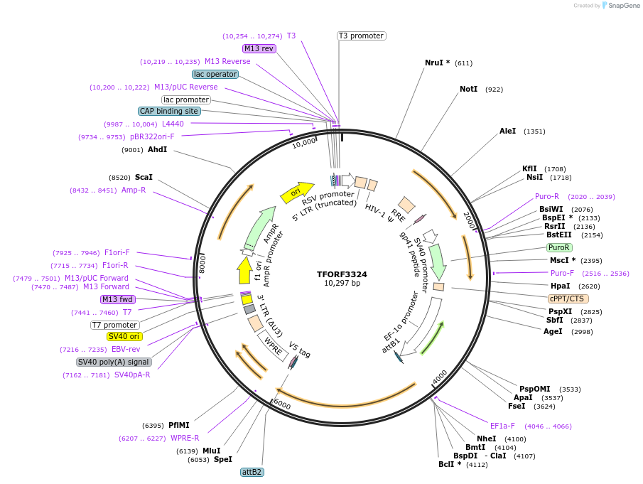 144800-plasmid-map-sequence-id-471172