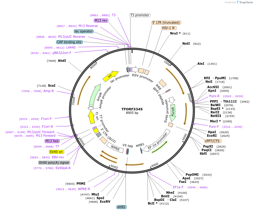 144821-plasmid-map-sequence-id-471174