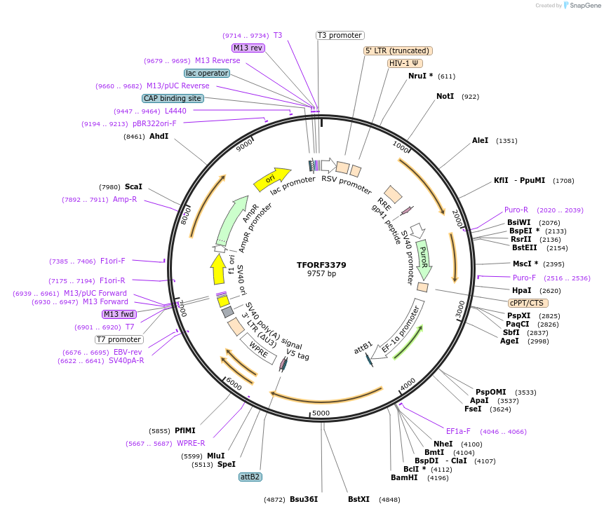 144855-plasmid-map-sequence-id-471177