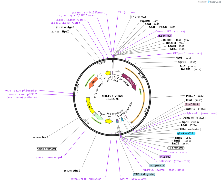 232899-plasmid-map-sequence-id-471178