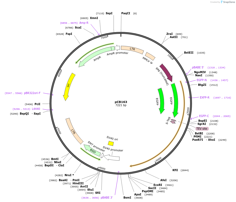 37388-plasmid-map-sequence-id-47118