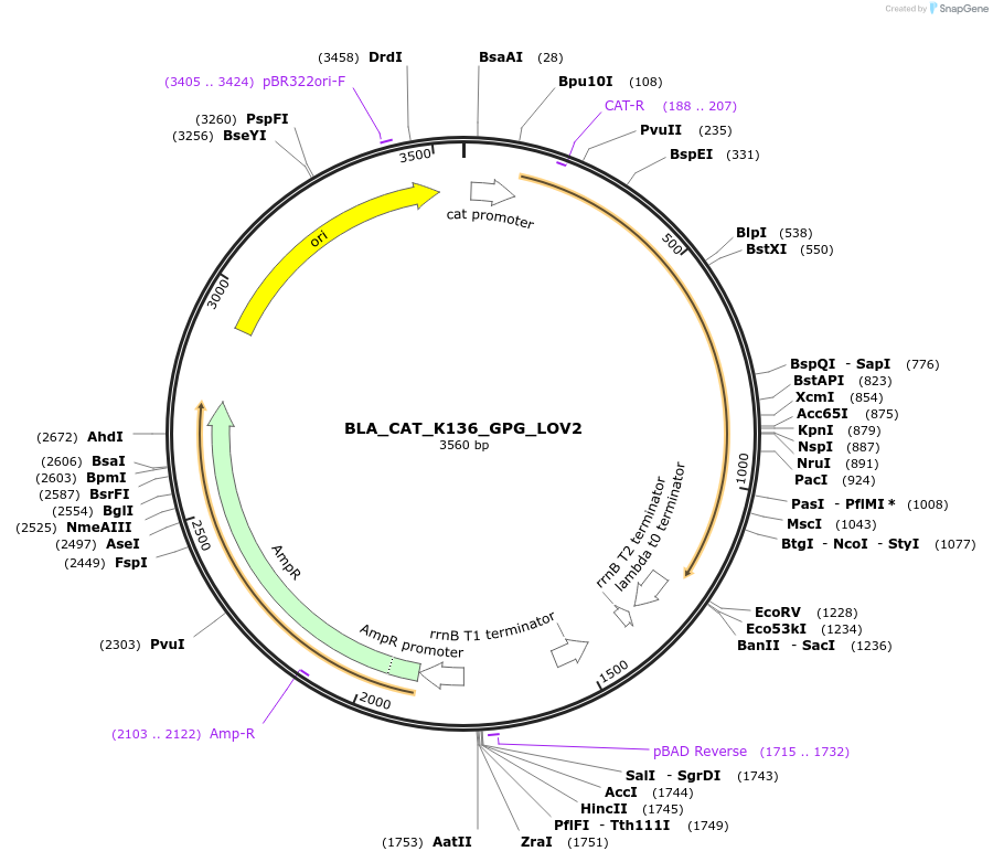 231575-plasmid-map-sequence-id-471195