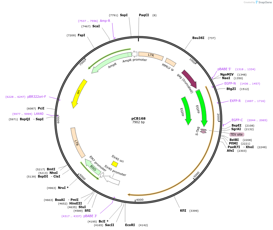 37389-plasmid-map-sequence-id-47120