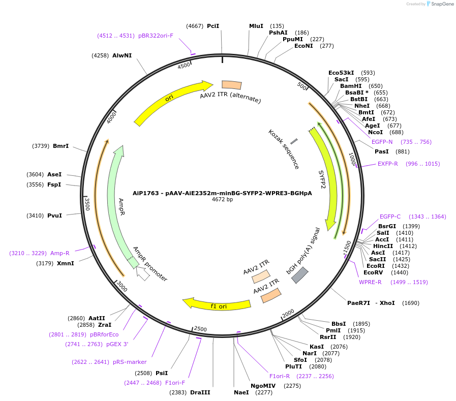 230706-plasmid-map-sequence-id-471215
