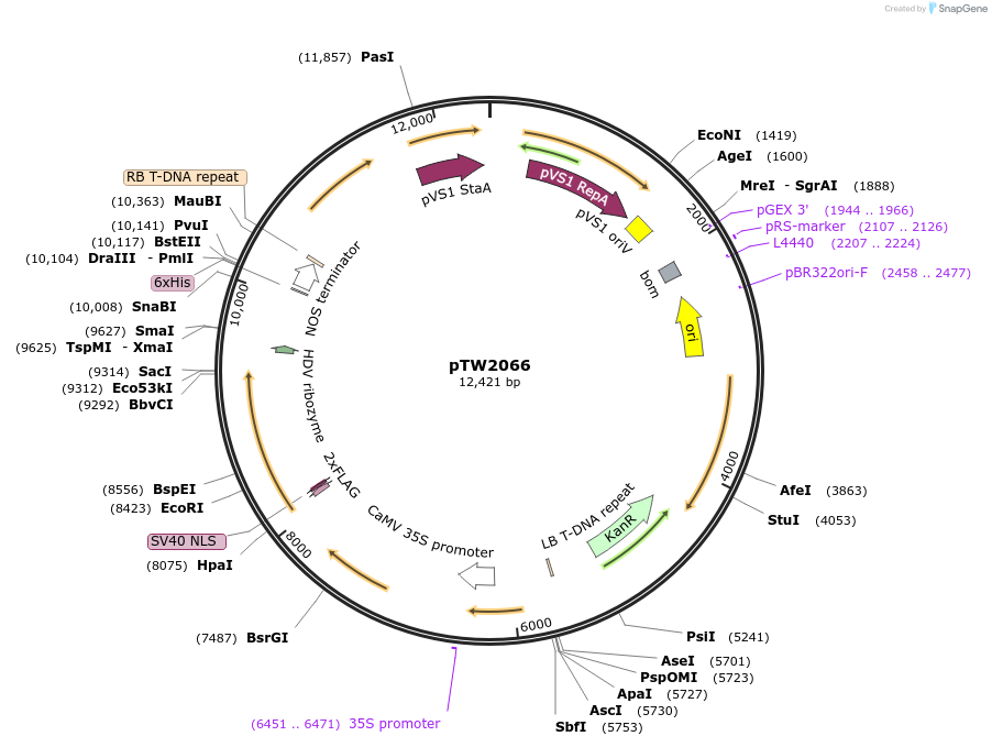 236575-plasmid-map-sequence-id-471218