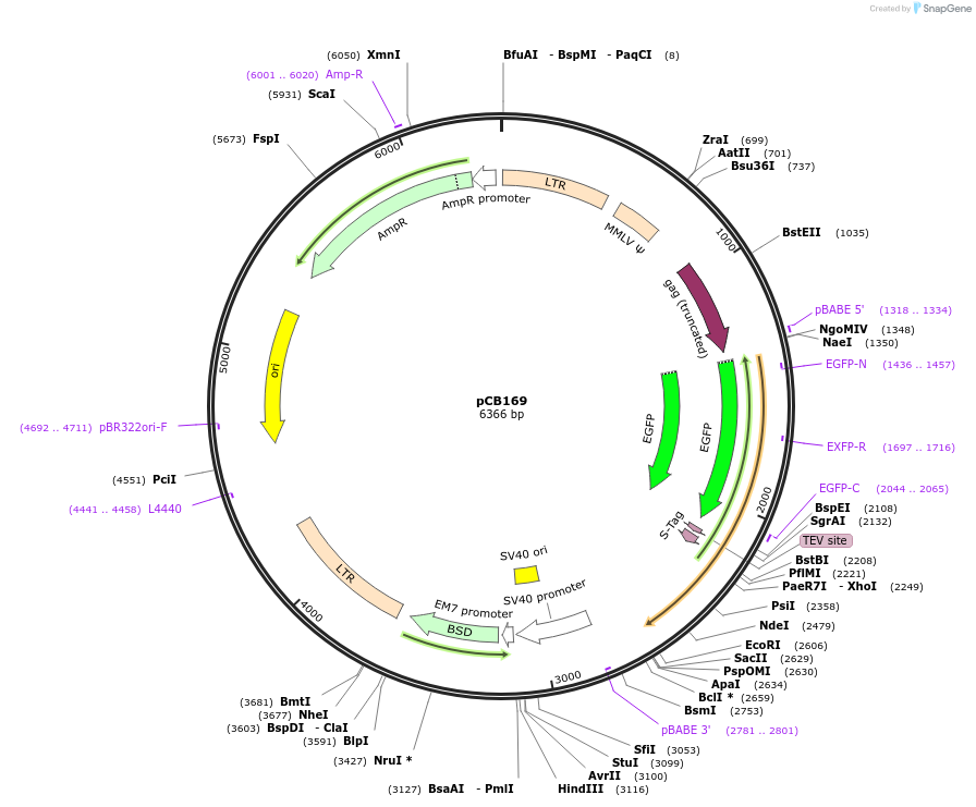 37390-plasmid-map-sequence-id-47122