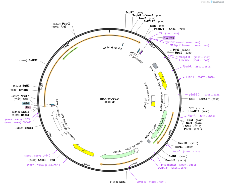 177921-plasmid-map-sequence-id-471234