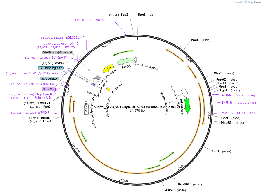 236240-plasmid-map-sequence-id-471235