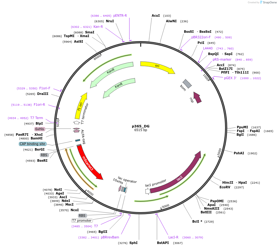 234688-plasmid-map-sequence-id-471236