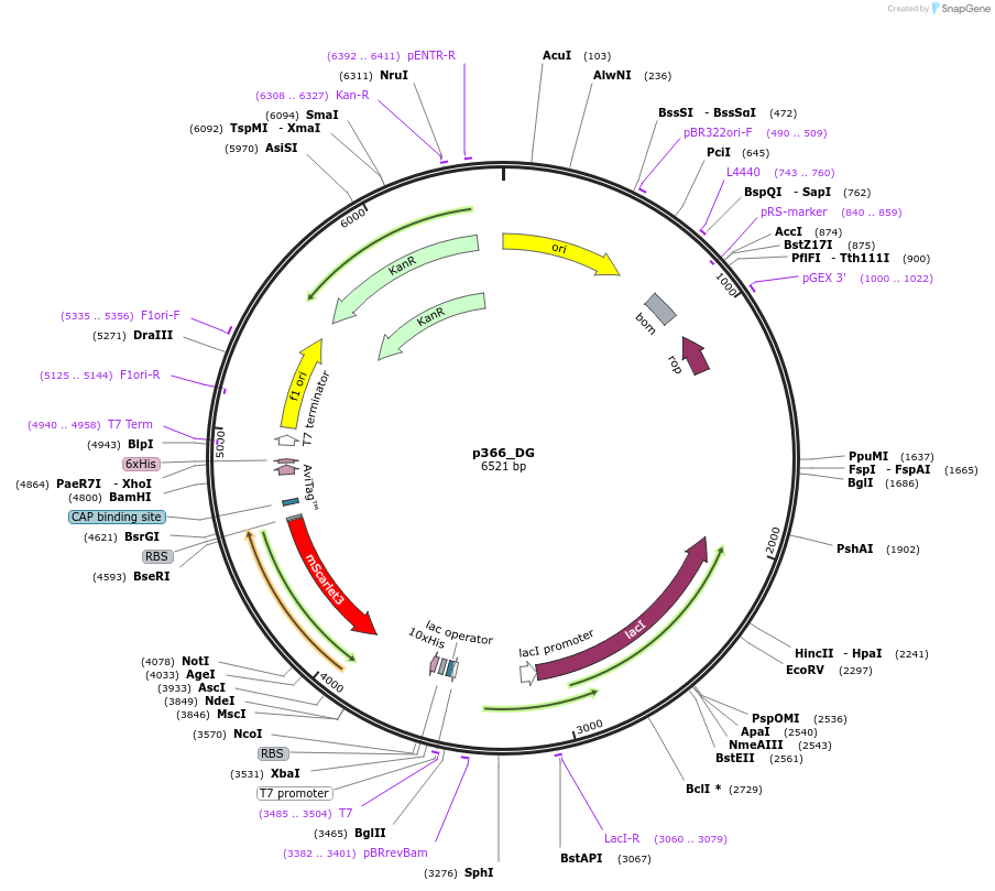 234687-plasmid-map-sequence-id-471237