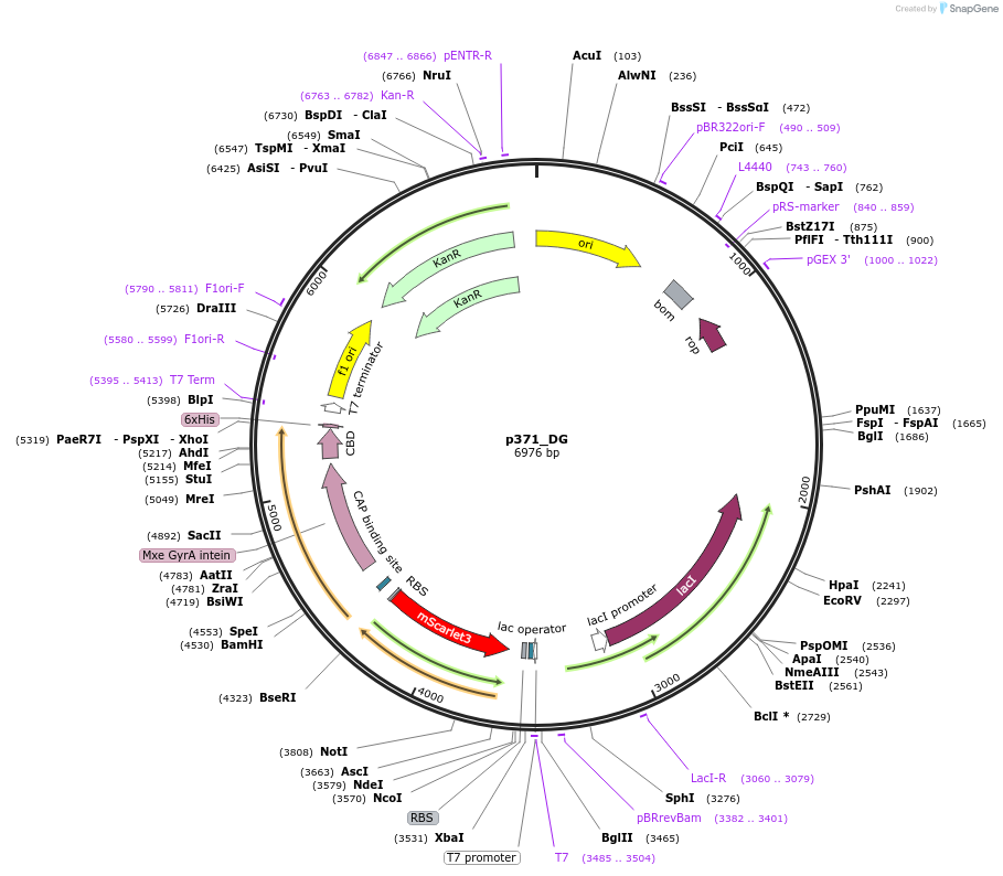 234694-plasmid-map-sequence-id-471238
