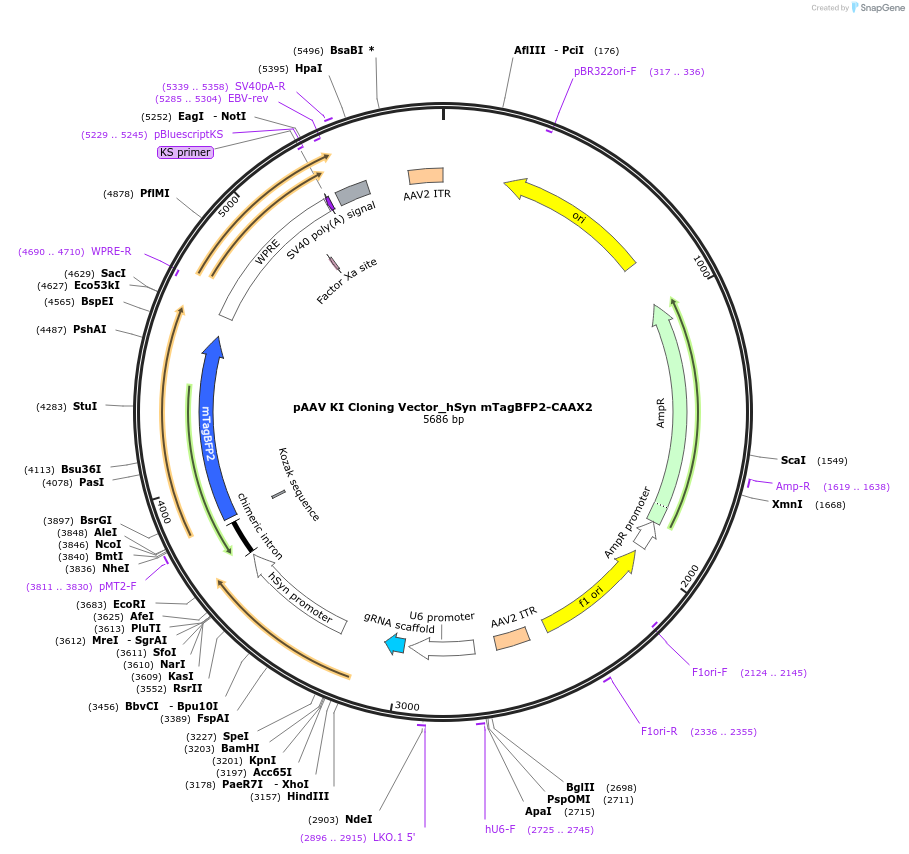 236245-plasmid-map-sequence-id-471239