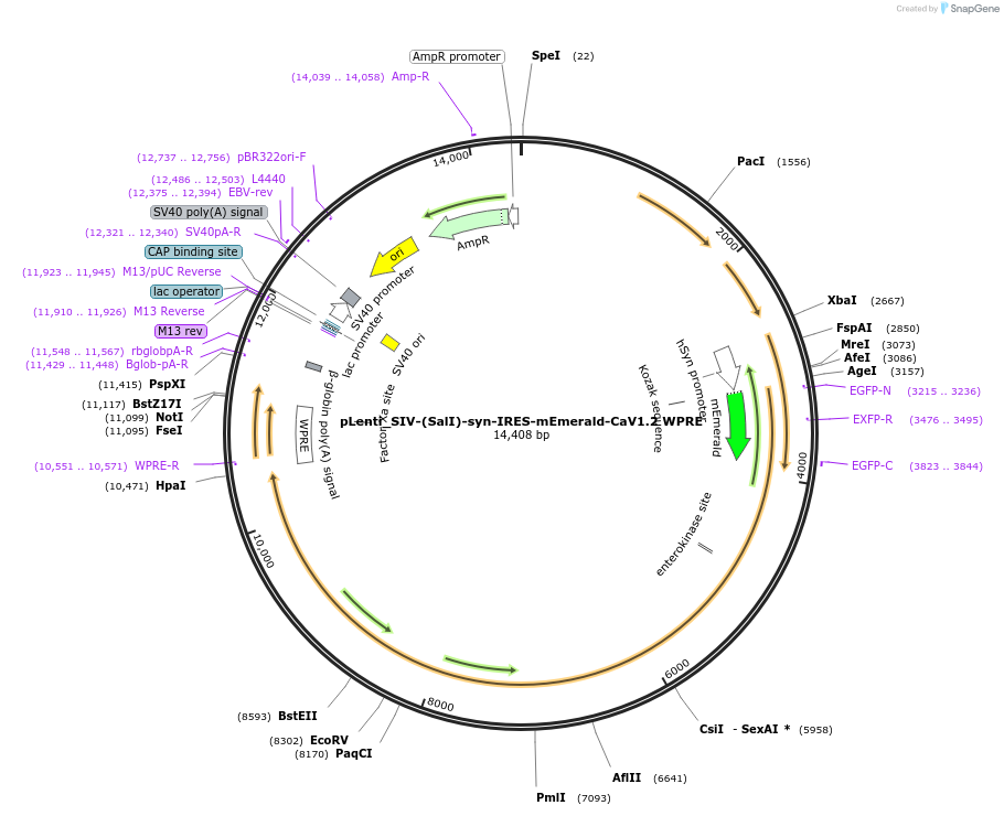 236241-plasmid-map-sequence-id-471249