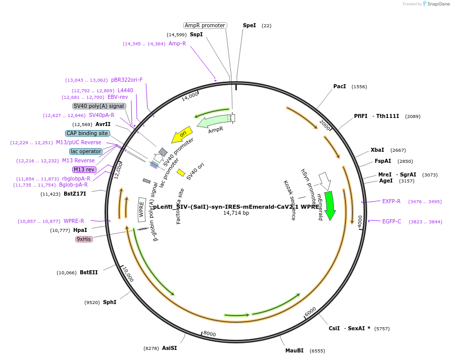 236239-plasmid-map-sequence-id-471250