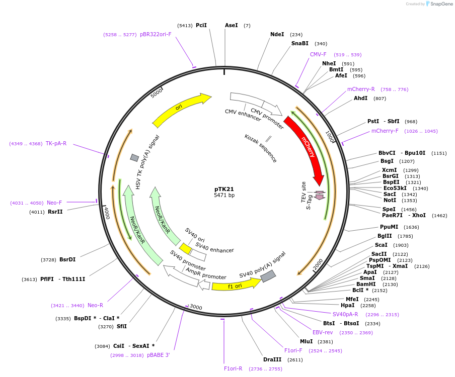 37396-plasmid-map-sequence-id-47139
