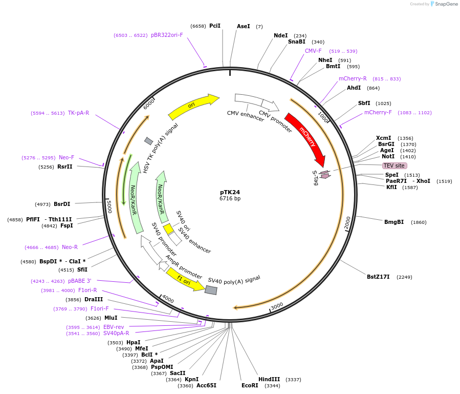 37406-plasmid-map-sequence-id-47141