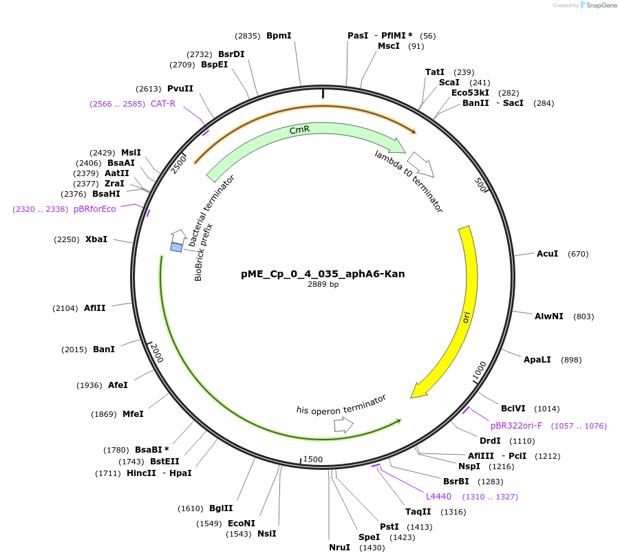 235904-plasmid-map-sequence-id-471485