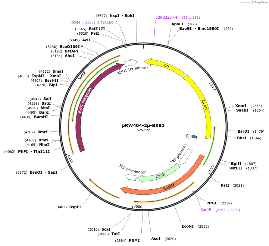 235976-plasmid-map-sequence-id-471538