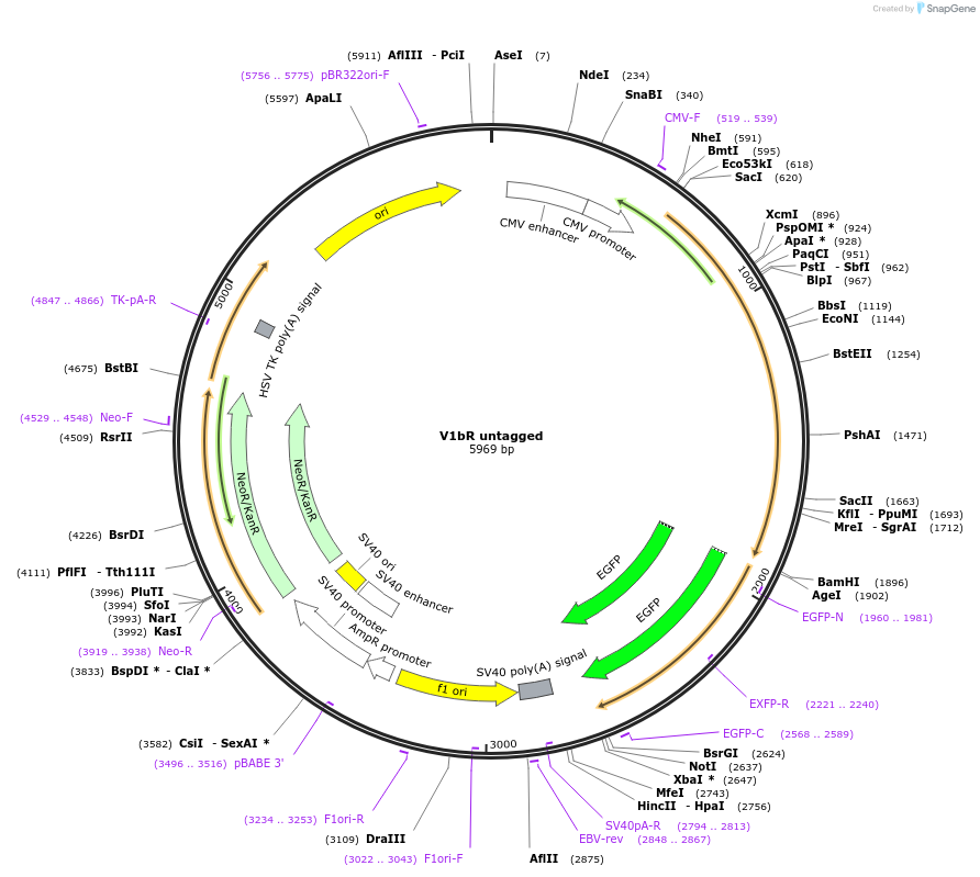 208925-plasmid-map-sequence-id-471543