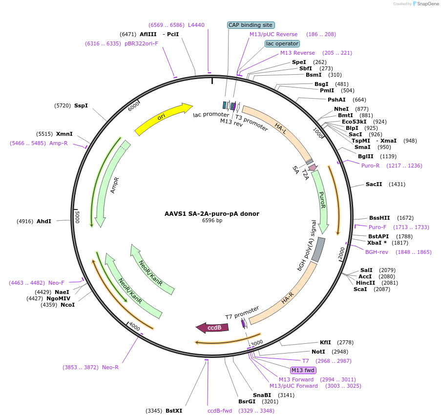 22075-plasmid-map-sequence-id-471550