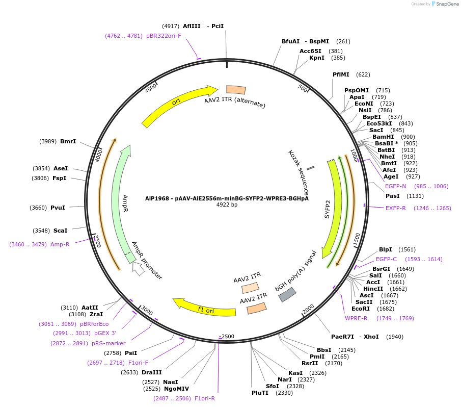230747-plasmid-map-sequence-id-471555