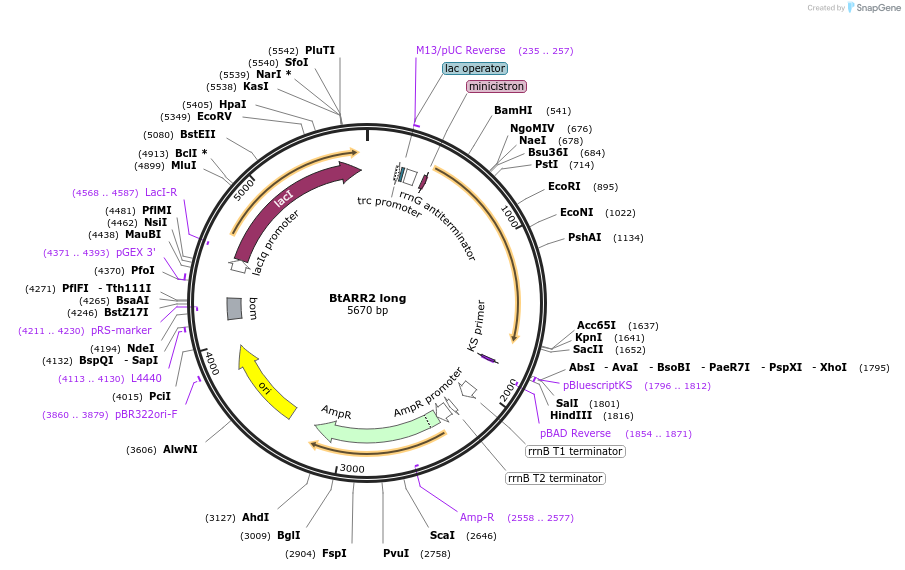 236268-plasmid-map-sequence-id-471564
