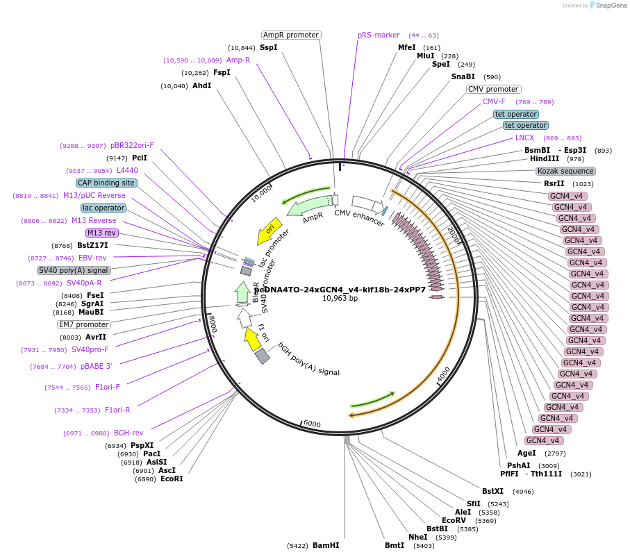 74928-plasmid-map-sequence-id-471565