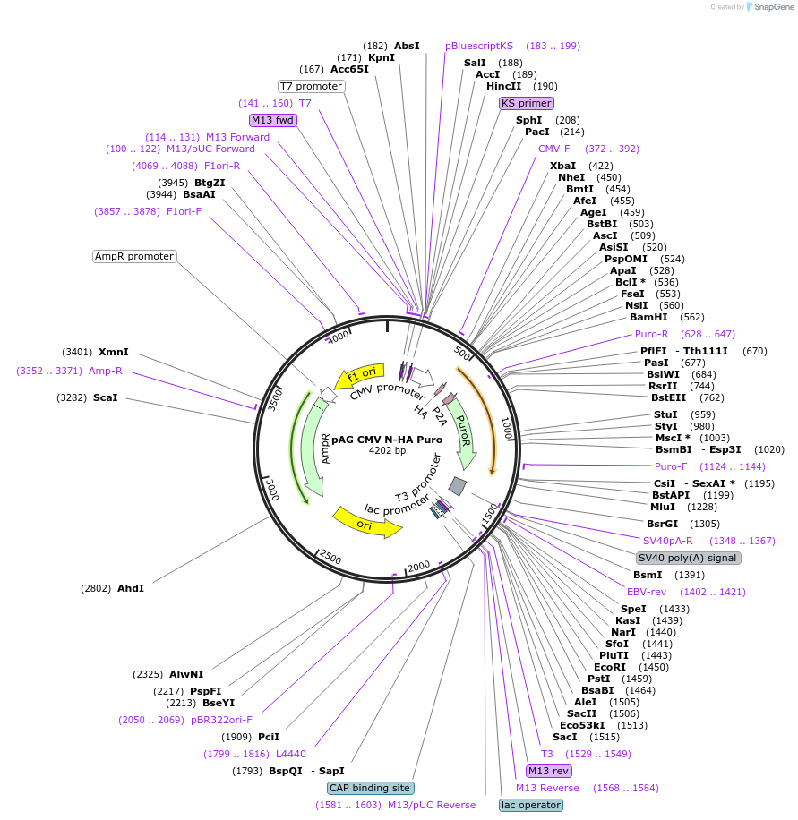 237879-plasmid-map-sequence-id-471572