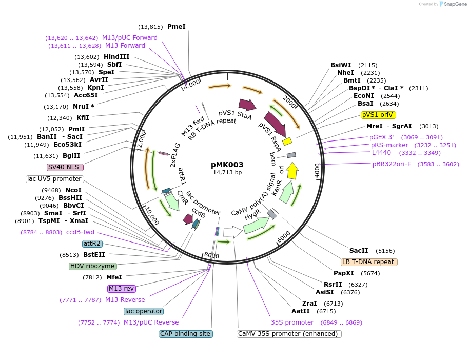 236570-plasmid-map-sequence-id-471573