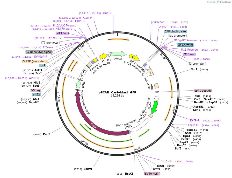 162074-plasmid-map-sequence-id-471574