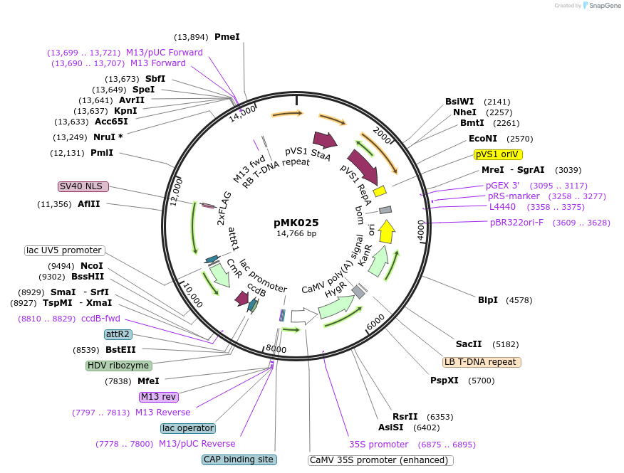 236572-plasmid-map-sequence-id-471575
