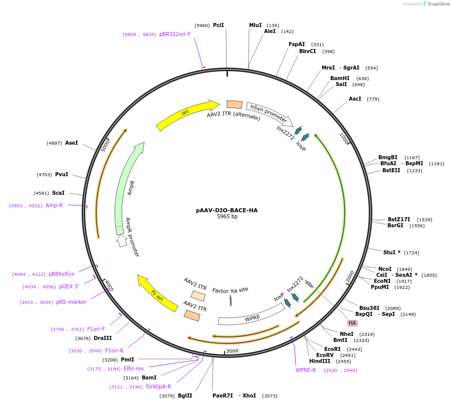 232353-plasmid-map-sequence-id-471582