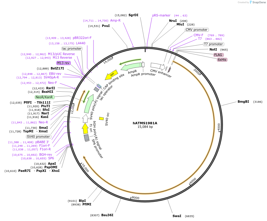 32300-plasmid-map-sequence-id-471590